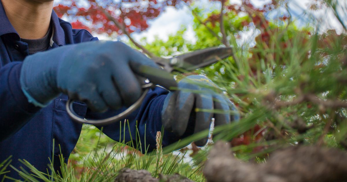 植栽の剪定時期を知ろう！プロが解説するベストシーズン