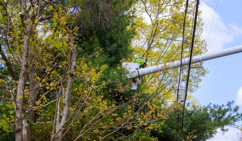 電線に接触した木を剪定する人