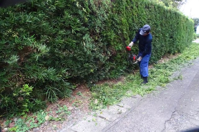 剪定作業中の庭師