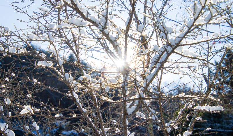 雪と庭木