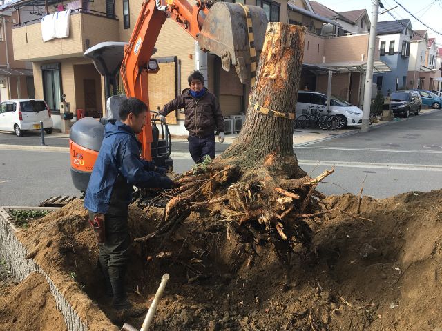 抜根作業中の作業員