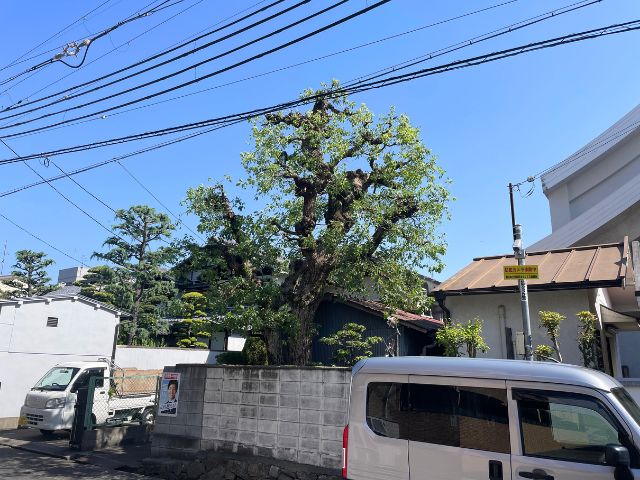 大木のクスノキ剪定後